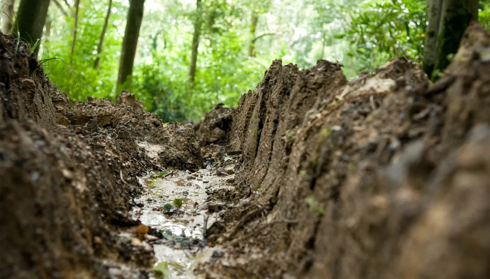 Solutions for compacted soils around trees