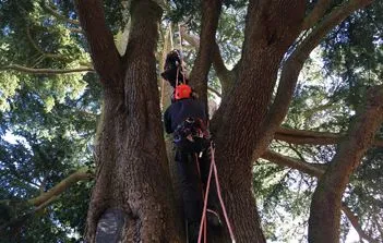 Tree Surgery