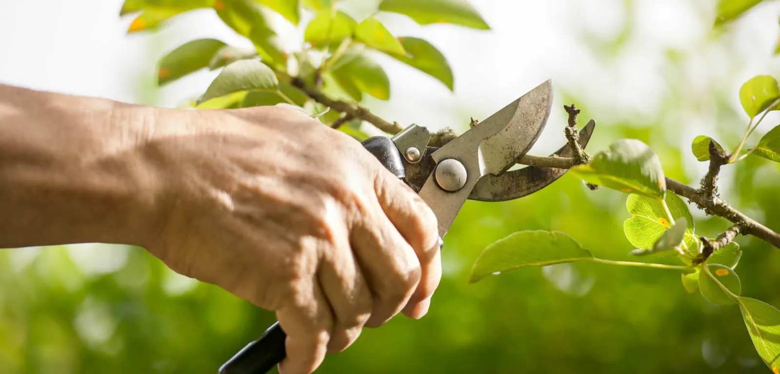 Accurate and sympathetic pruning carried out by skilled arborists.