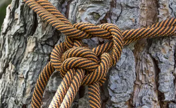 Tree Surveys and Consultancy