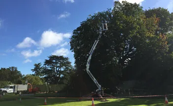 Tree Surgeons In Suffolk