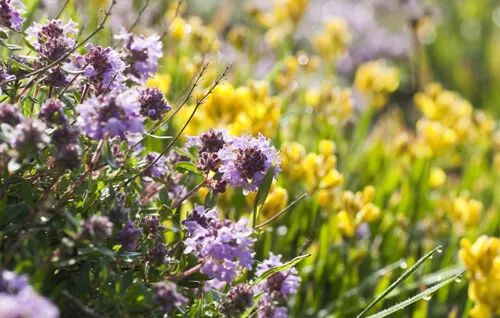 Wild Flower Planting