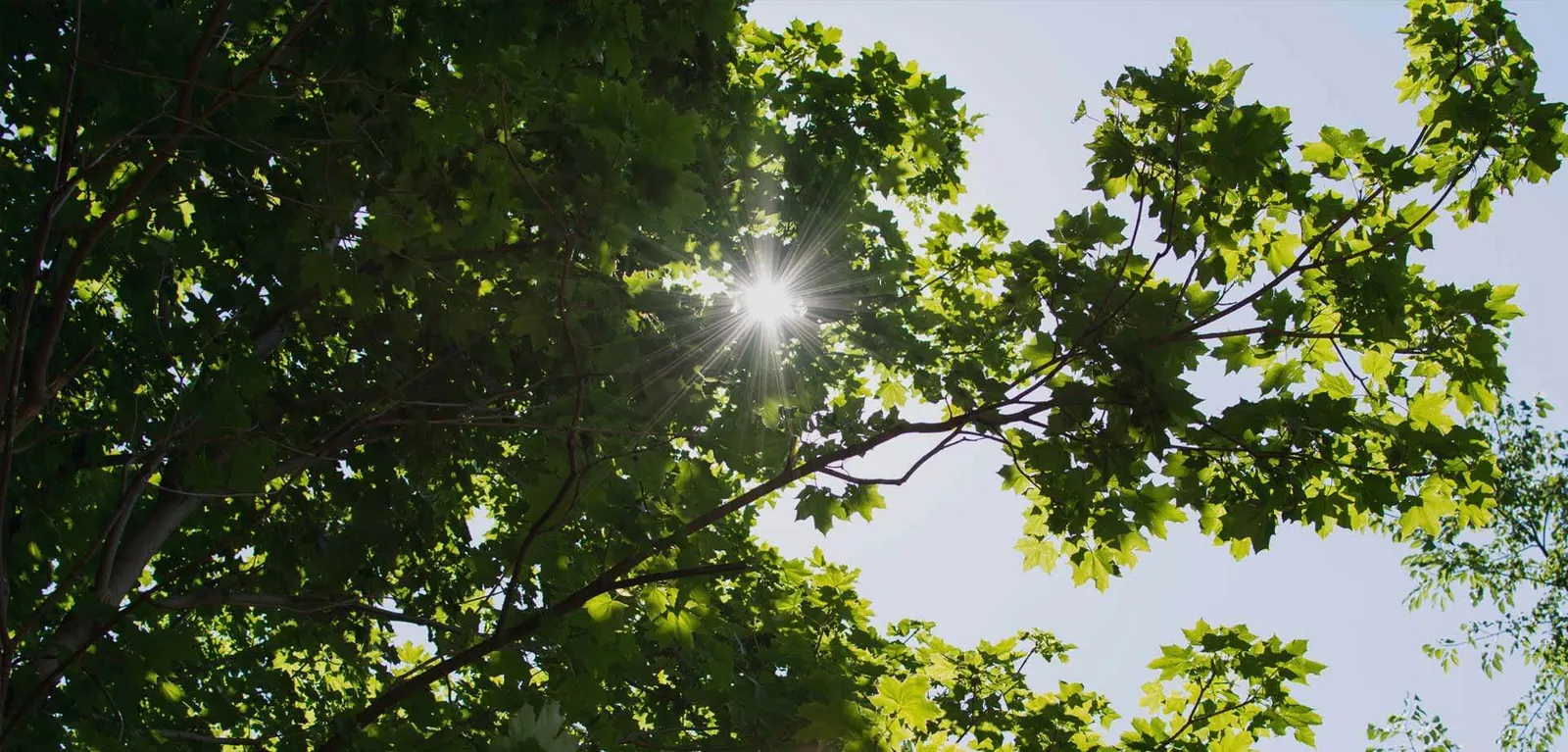 Quality Landscaping, Tree Work and Tree Consultancy at Competitive Rates