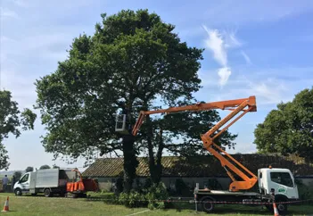 Tree Removal Services