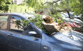 tree-accident