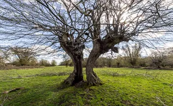 lapsed-veteran-hornbeam-pollard