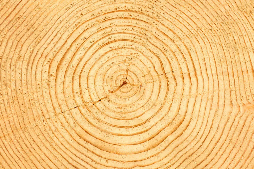 Careful dismantling and felling of trees, undertaken with minimal disturbance.