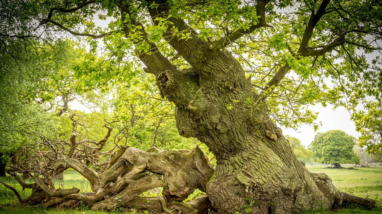 High quality veteran tree work from experienced arborists