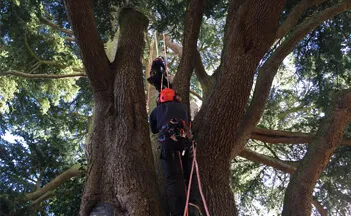 Pruning and Crown Reductions