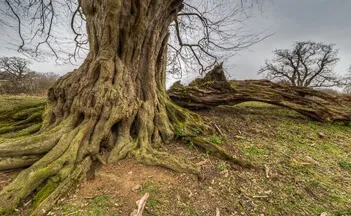 hatfield-forest-hornbeam