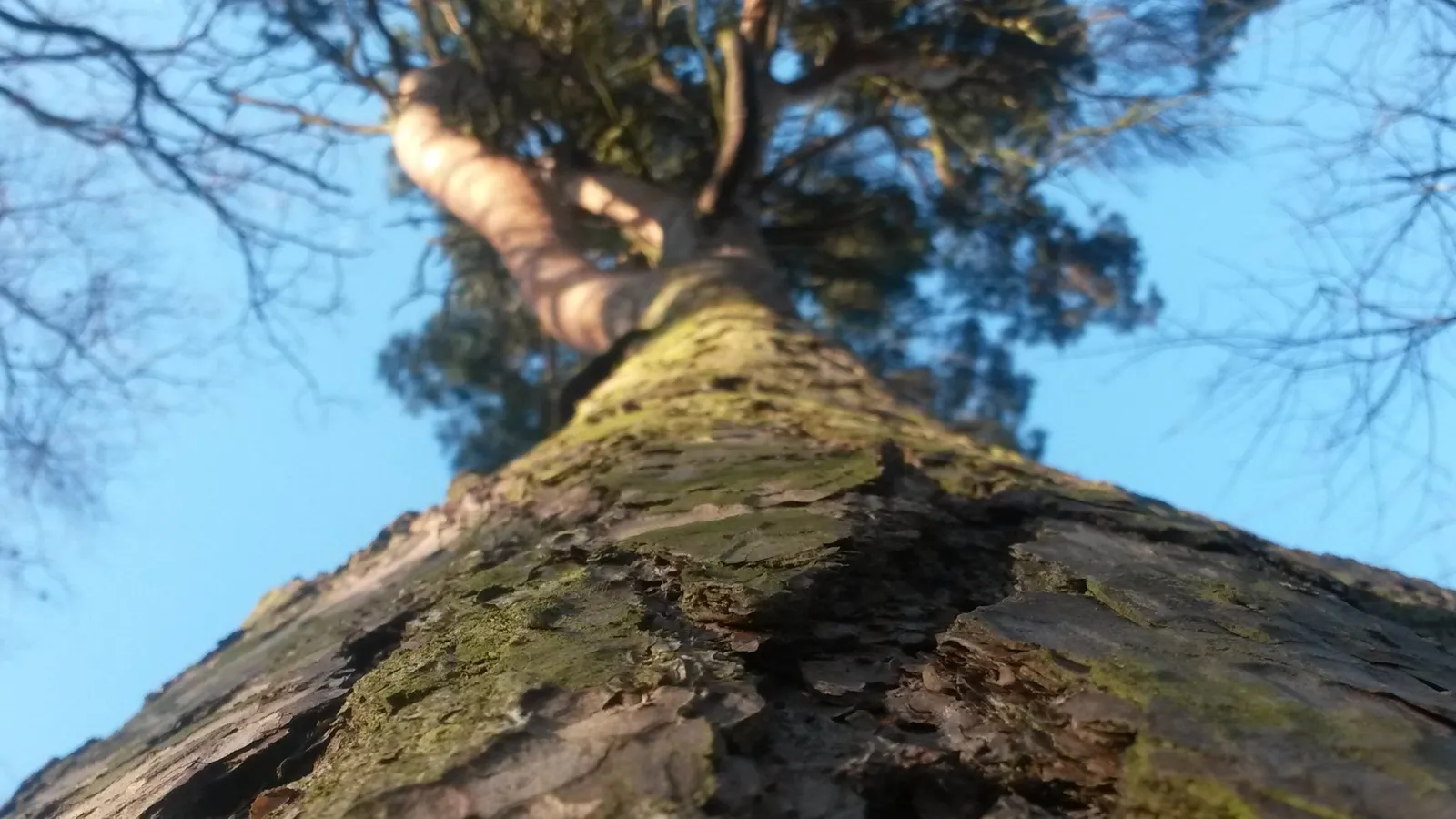 Providers of expert tree consultancy and advice