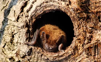 Bat Surveys